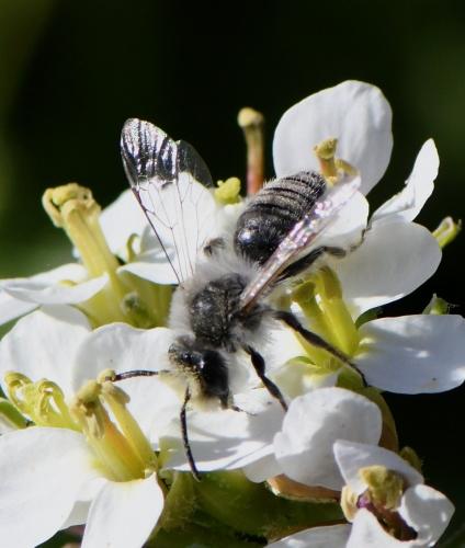 Andrena bicolorata